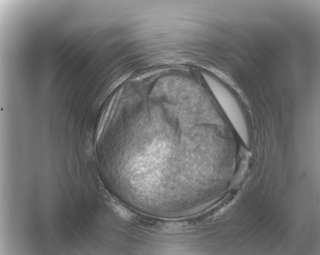 X0000066020889200603312046