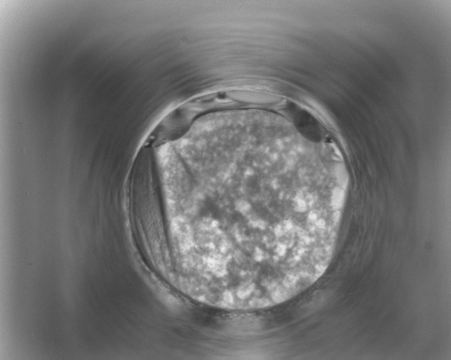 X0000066020907200603312046