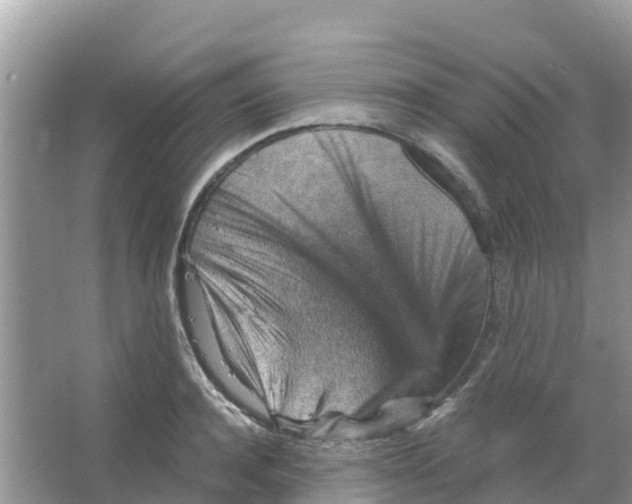 X0000066020944200603312045