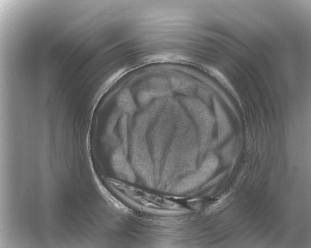 X0000066020946200603312045