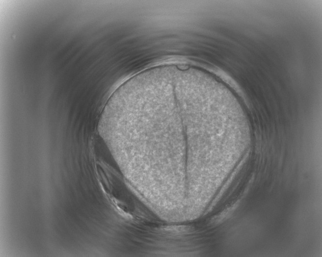 X0000066020953200603312045