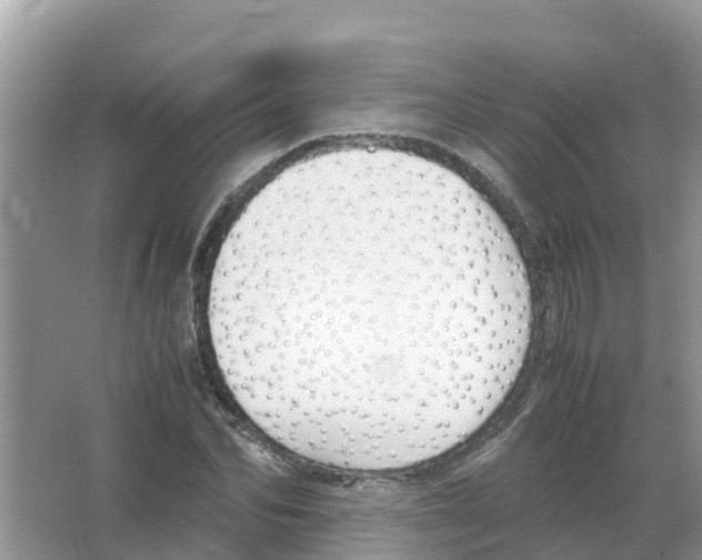 X0000066020974200603312044