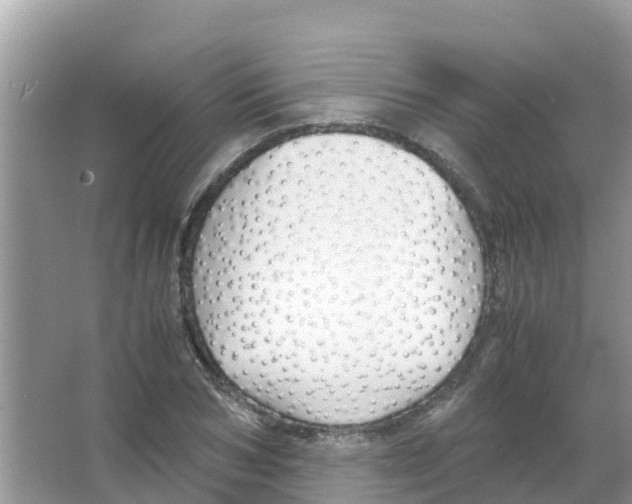 X0000066020978200603312044