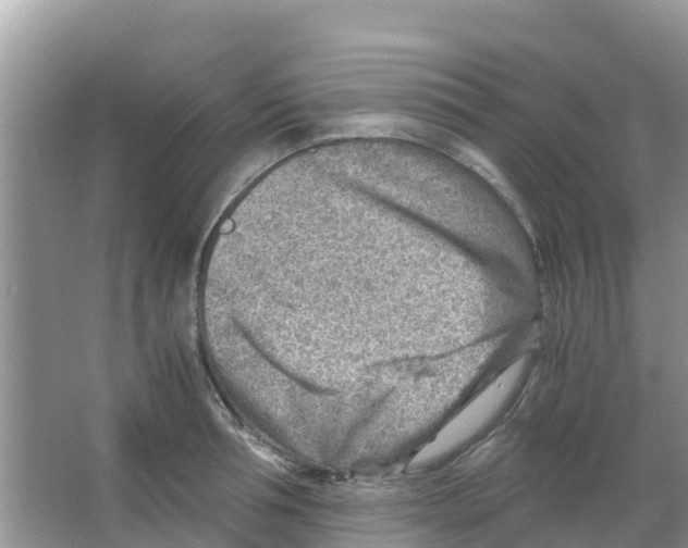 X0000066020994200603312044