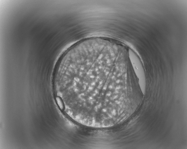 X0000066020995200603312044