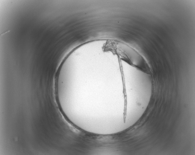 X0000066021006200603312044