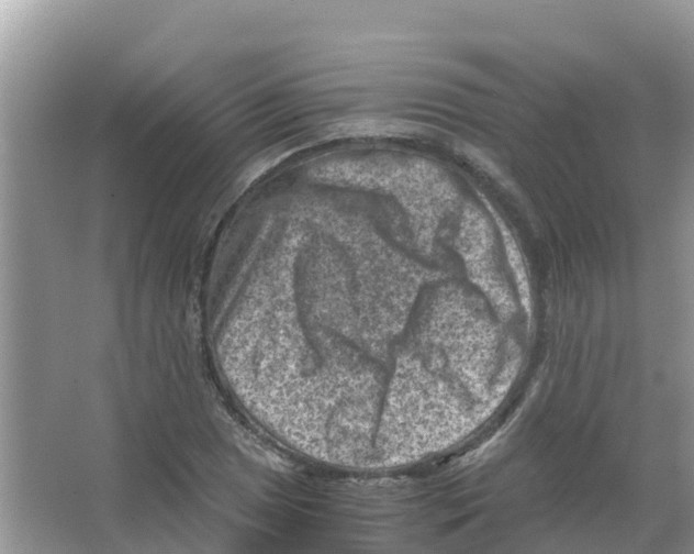 X0000066021025200603312043