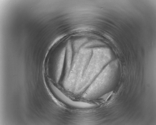 X0000066021034200603312044