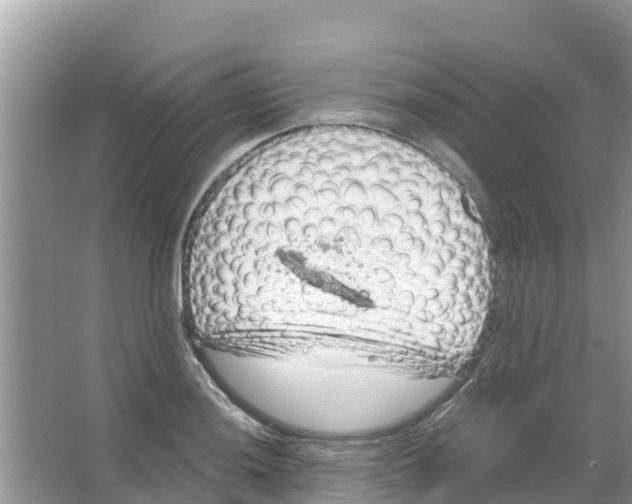 X0000066021036200603312044