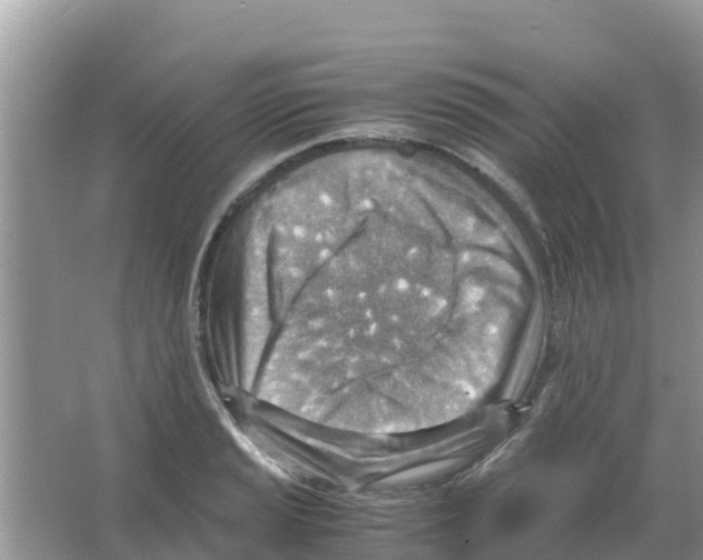 X0000066021037200603312044