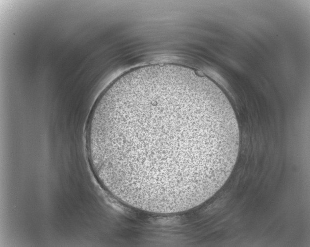 X0000066021047200603312044