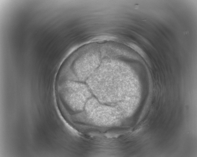 X0000066021055200603312044