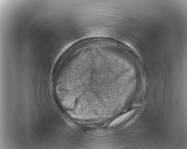 X0000066021077200603312043