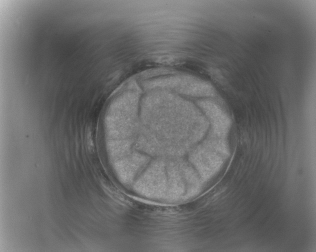 X0000066021106200603312041