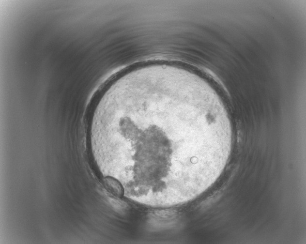 X0000066021117200603312042