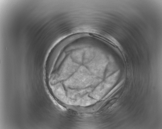 X0000066021144200603312042