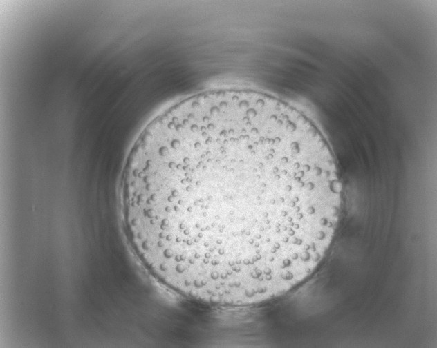 X0000066021150200603312042