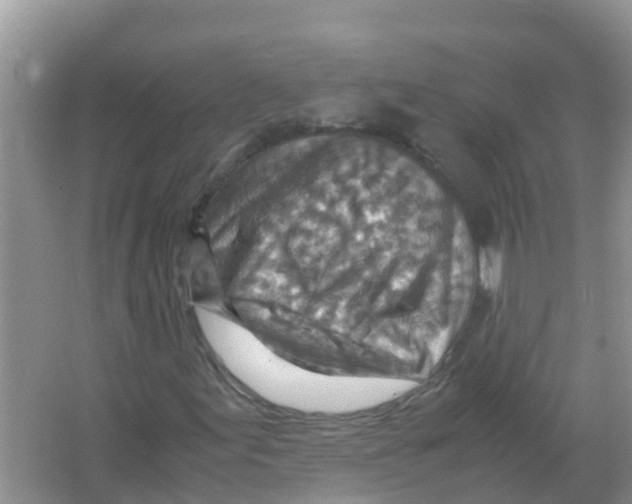 X0000066021155200603312041