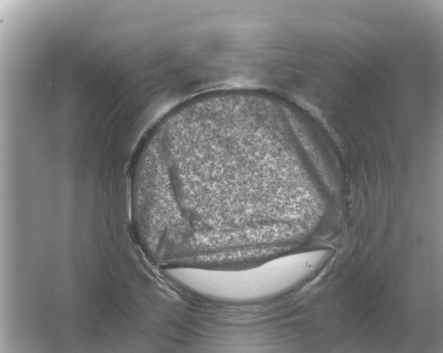 X0000066021171200603312041