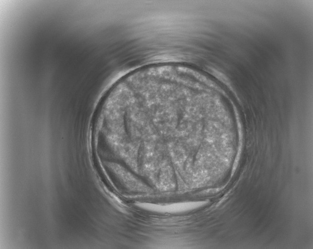 X0000066021179200603312041