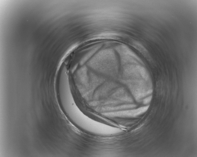 X0000066021180200603312041