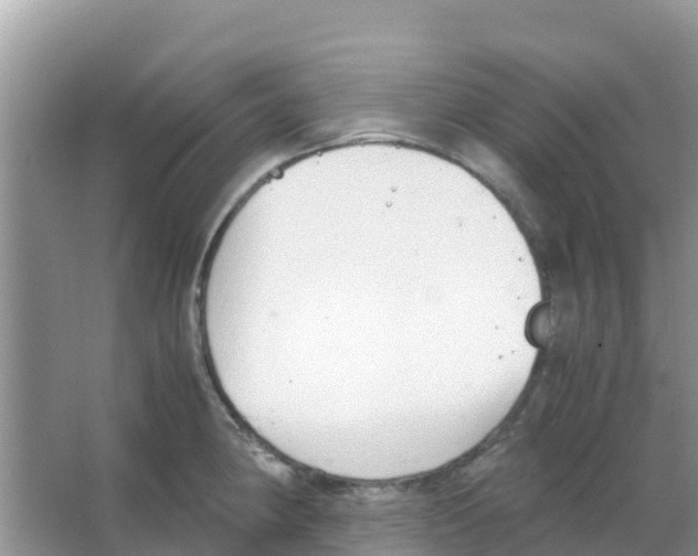 X0000066021190200603312041