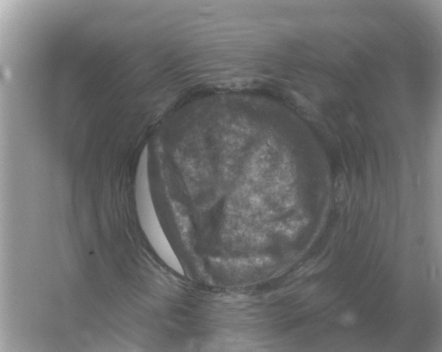 X0000066021202200603312040