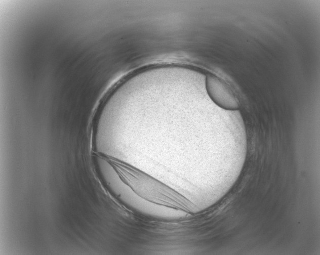 X0000066021224200603312040