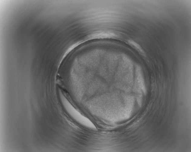 X0000066021226200603312040