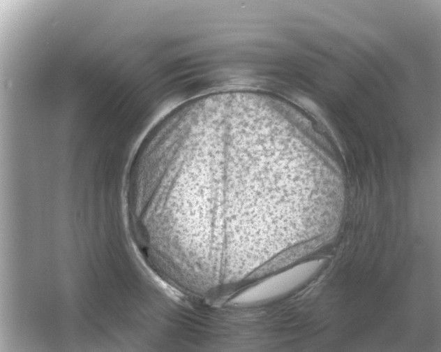 X0000066021235200603312040