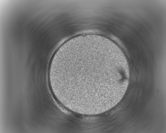 X0000066021237200603312040