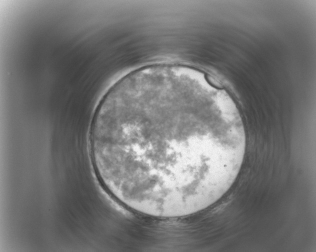 X0000066021239200603312040