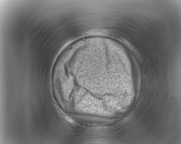 X0000066021240200603312040