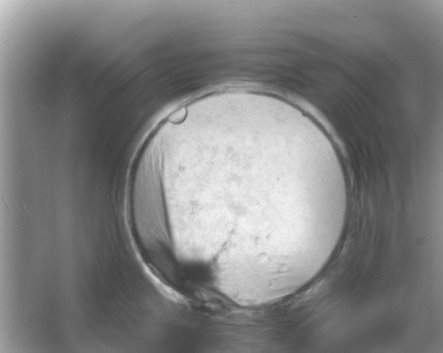 X0000066021245200603312041