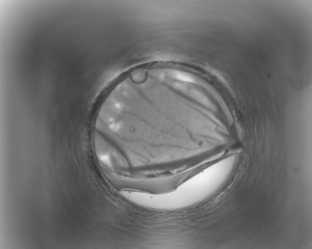 X0000066021263200603312040