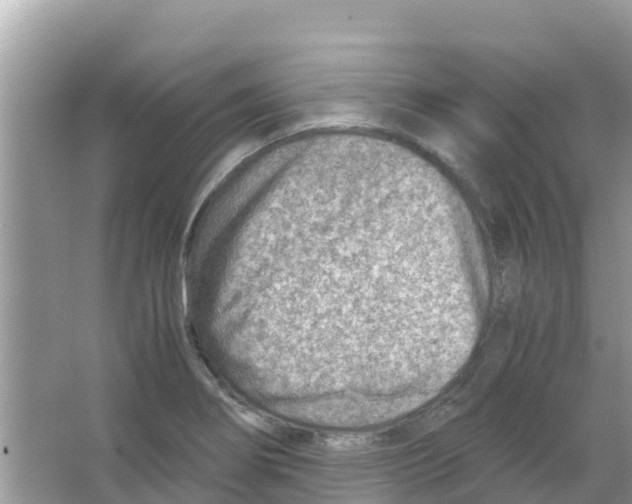 X0000066021274200603312039