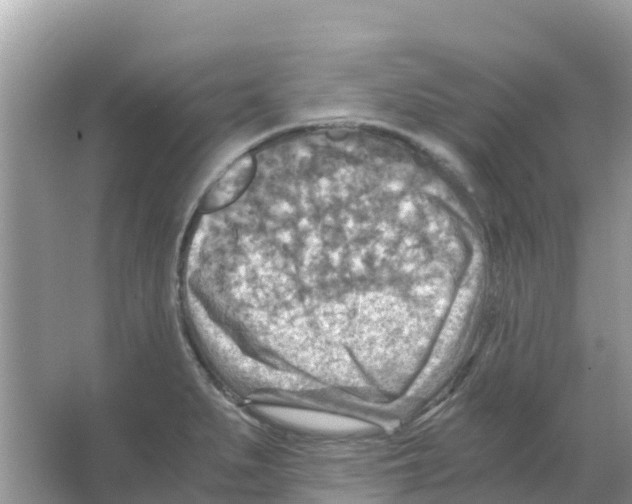 X0000066021279200603312039