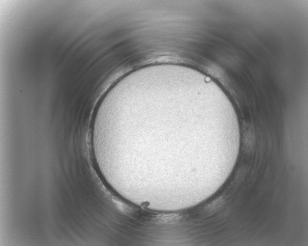 X0000066021282200603312039