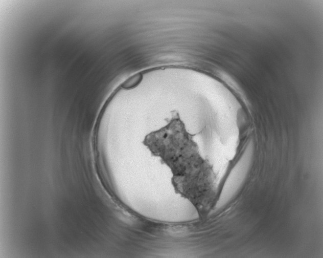 X0000066021291200603312039