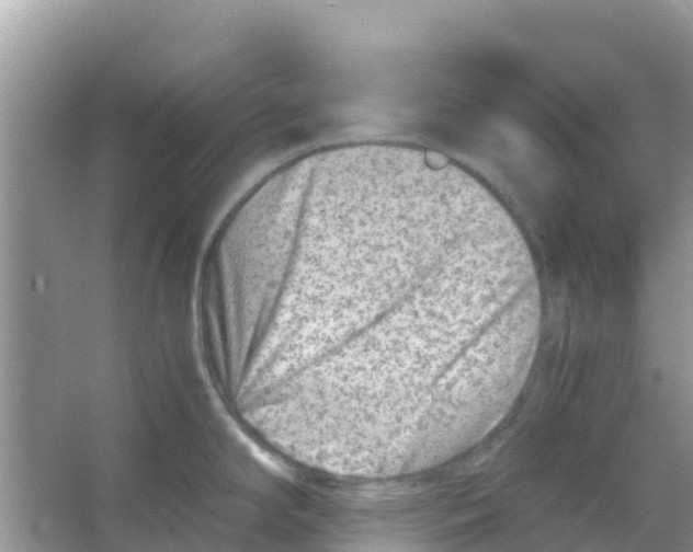 X0000066021294200603312039