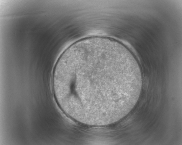 X0000066021295200603312039