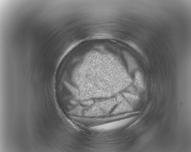 X0000066021325200603312039