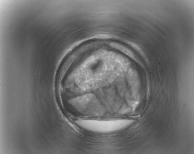 X0000066021327200603312039