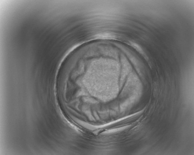 X0000066021331200603312039