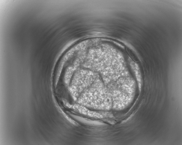 X0000066021333200603312039