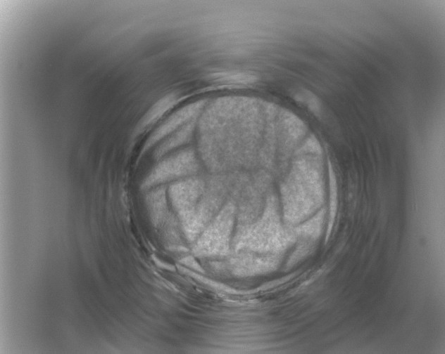 X0000066021354200603312038