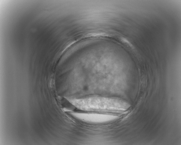 X0000066021361200603312038