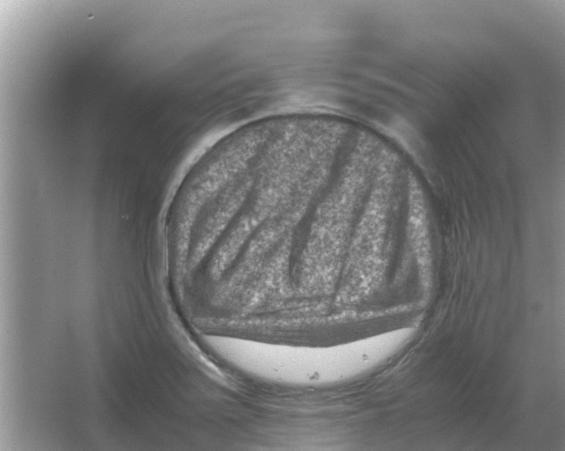 X0000066021371200603312038