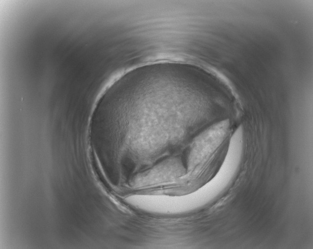 X0000066021373200603312038