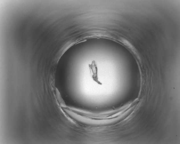 X0000066021385200603312038